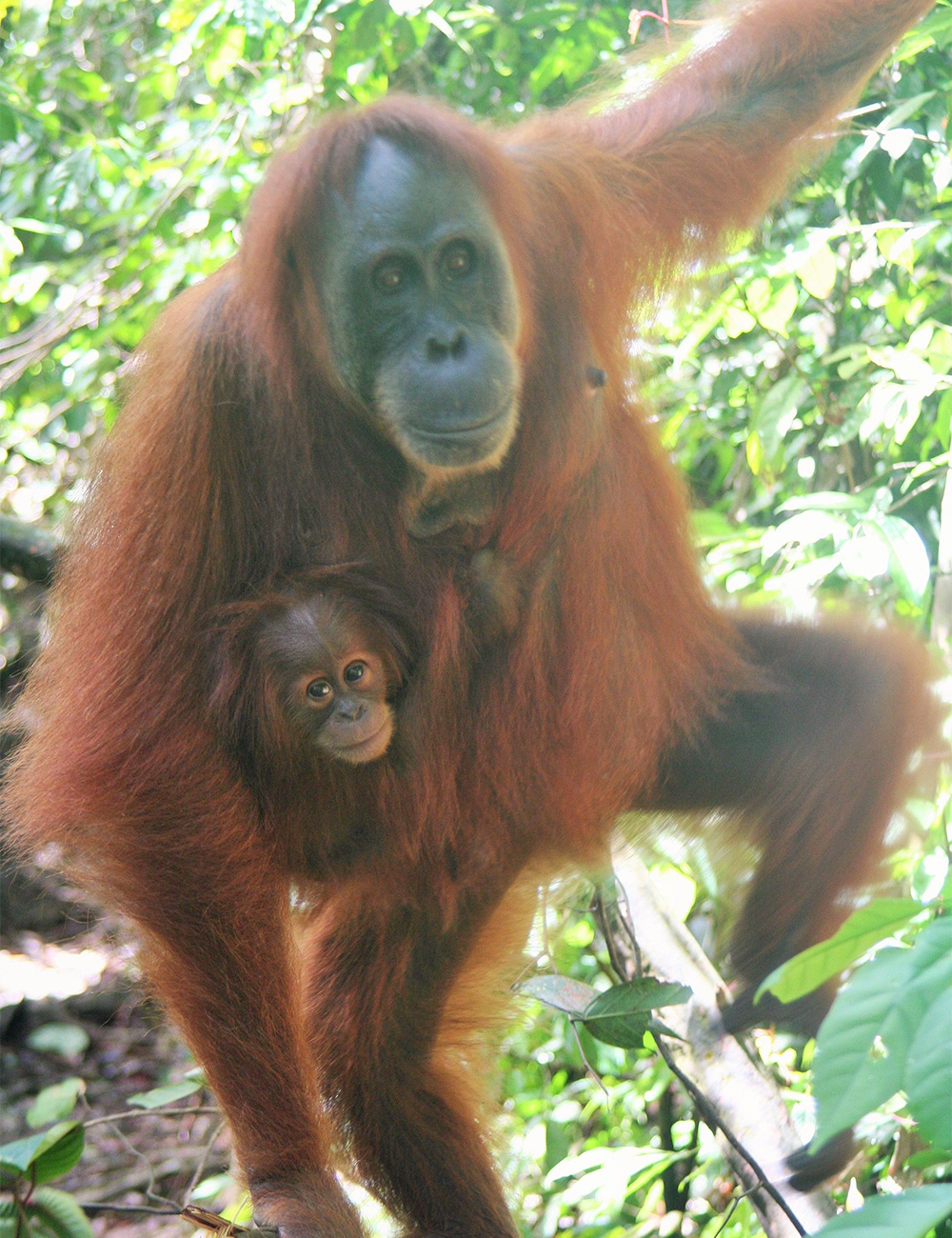 Bukit Lawang