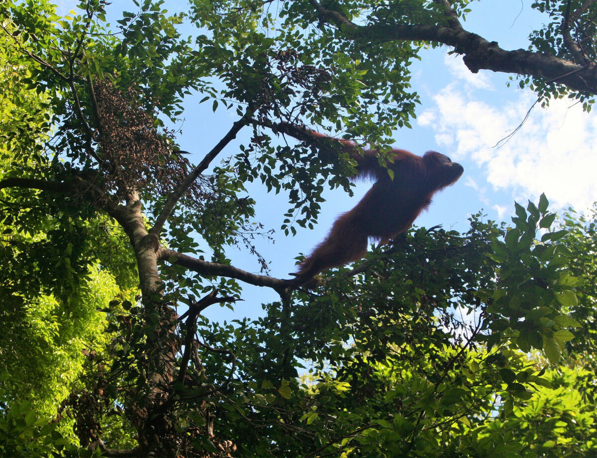 Classic Medan to Padang tour incl. Jungle trekking in Ketambe