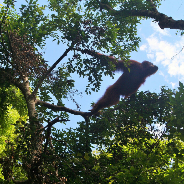 Classic Medan to Padang tour incl. Jungle trekking in Ketambe