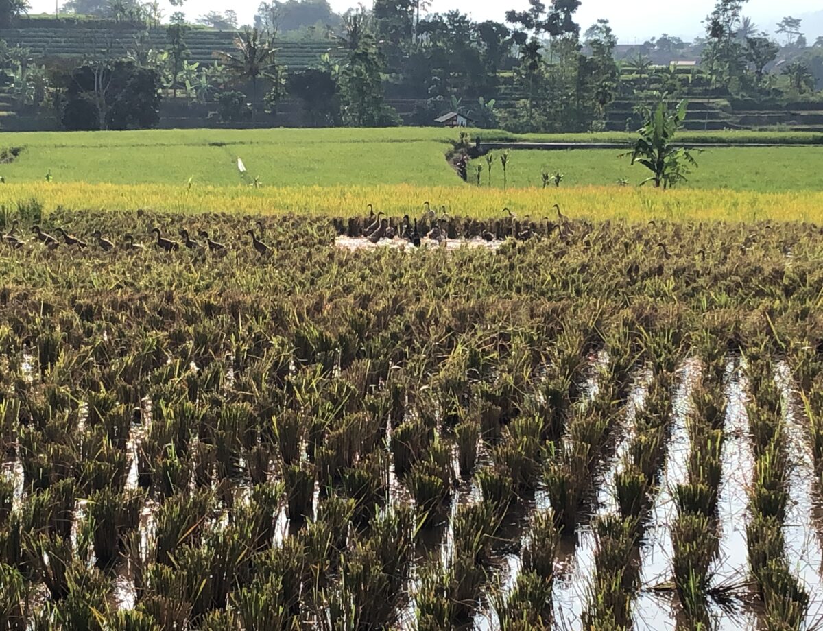 De hoogtepunten Zuid- en Centraal Sulawesi.