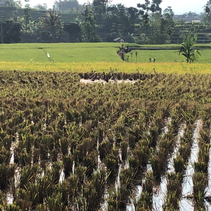De hoogtepunten Zuid- en Centraal Sulawesi.